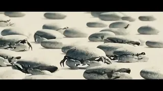 pirates of the caribbean at words hindi dubbed movie pirates of the caribbean