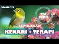 Download Lagu TEMBAKAN KENARI PLUS TERAPI [PUTAR SAAT BURUNG DIBUNYIKAN!]