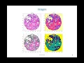 Deep Learning Segmentation on H E Tissue
