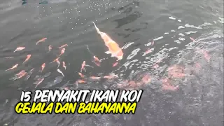 mengenal penyakit ikan koi pembudidaya wajib tahu