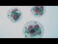 Immunopeptidome Profiling Services from Cayman Chemical