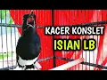 Download Lagu KACER GACOR KONSLET ISIAN LB BIKIN KACERMU PANAS EMOSI !! PANCINGAN KACER GACOR FULL ISIAN LB.