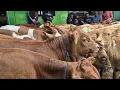 Download Lagu 8 JUTA‼️OBRAL MURAH PEDET JANTAN CALON SUPER | Pasar Sapi Tuban