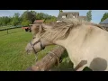 Rc het Fjordenpaard Pinksterweekendje 2026