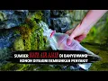 Download Lagu SUMBER MATA AIR AJAIB DI BANYUWANGI, KONON DIYAKINI SEMBUHKAN PENYAKIT