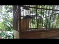 Download Lagu Suara unik burung cendet ,isian suara ayam dan kucing