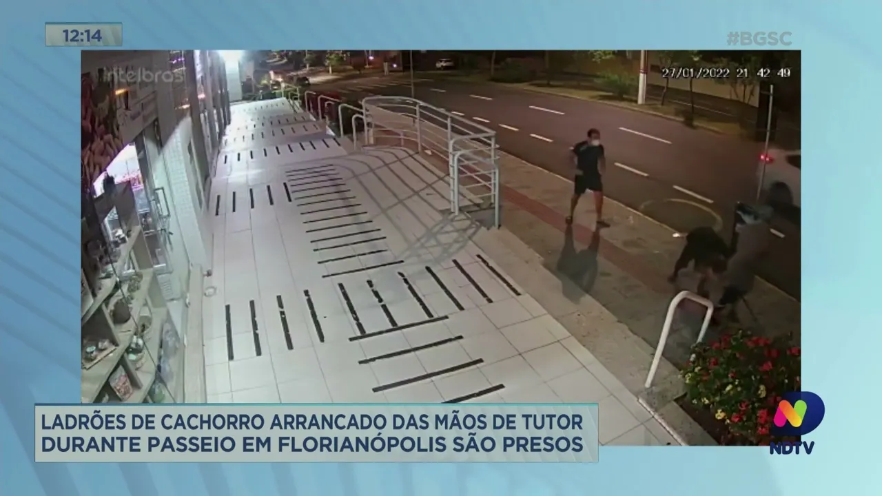 Ladrões de cachorro arrancado das mãos de tutor durante passeio em Florianópolis são presos