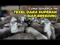 Download Lagu Harga Domba Texel Dara Unggul Cuma 60 Ribu Saja