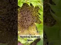 Download Lagu WHEN TO HARVEST SUNFLOWER SEEDS 🌻