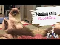 Lagu Episode 21: How to Find a Lost Cat - A Pet Detective's Guide to Finding Bella