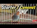 Download Lagu Cara mengatasi prenjak STARTER/CENENET
