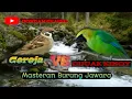 Download Lagu Burung Gereja Vs cucak Kinoy masterean yg dicari para jawara