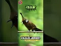 Download Lagu MASTERAN CILILIN JERNIH JEDA VARIATIF🔴#masteranburung #masteran #cililin #burung #kicau #muraibatu