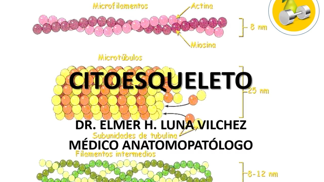 CITOESQUELETO / Dr. Elmer Luna Vilchez