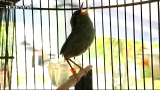 masteran suara asli burung tesia jawa gacor