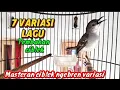 Download Lagu Ciblek kristal Gacor ngebren variasi Masteran ciblek ngebren Variasi