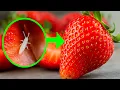Bugs CRAWL OUT of strawberries on their own Wash with 2 simple ingredients