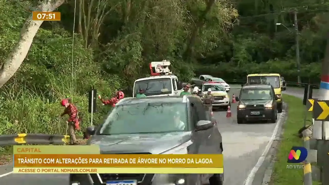 Trânsito é alterado por conta do corte de árvore em Florianópolis; saiba onde