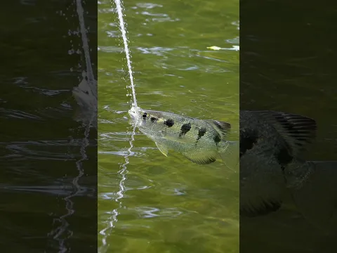 தண்ணீரை சுடும் மீன் 🐠 #tamil #animation #stories #shorts #archerfish #shootingfish #prey #water