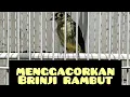 Download Lagu cara menggacorkan brinji rambut tungir dan burung ombyokan lainya