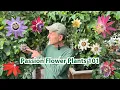 Our Favorite Passion Flower Vines Best Varieties for Fruit Blooms Cold Climates