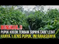 Lagu BONGKAR..!! PUPUK KOCOR CABE SUPAYA BERBUAH LEBAT CUKUP 1 JENIS PUPUK AJA