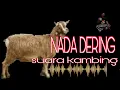 Download Lagu NADA DERING (suara kambing)