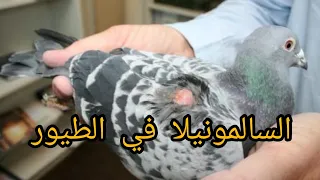 السالمونيلا في الطيور الأعراض الأسباب العلاج  بالعلاجات البشرية  دندنها