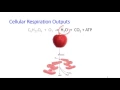 Cellular Respiration Inputs Outputs