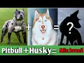 Mix dog breed pitsky pitbull cross with siberian husky