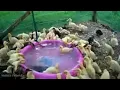 Download Lagu Lagu ayam cict cict cuit 🐥🐤🐥bertelur