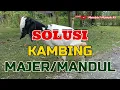 Download Lagu SOLUSI INDUK  KAMBING MAJER/MANDUL