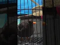 ANIS GADING / JALAK LAWU GACOR