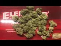 Apple fritters weed strain