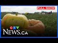 Download Lagu Help for pumpkin farmer | CTV Morning Live Winnipeg for September 8, 2025