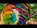 Download Lagu Catch beautiful aquarium fish in small pond: baby turtles, Iguana, Oscar fish, catfish, Frogs, Nemo