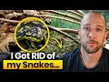 Lagu Reptile Room Tour - I got rid of my snakes