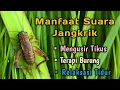Download Lagu Suara Jangkrik Hutan | Bunyi Jangkrik | Suara Jangkrik Masteran Burung