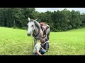 The Horse Bay - listing for Emanuel Schlabach