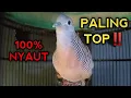 Download Lagu PANCINGAN PERKUTUT BANGKOK PALING TOP 100% BIKIN PERKUTUT BANGKOK GACOR NYAUT