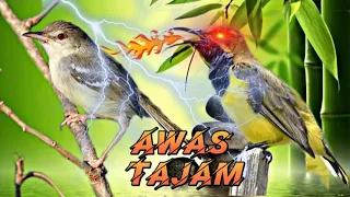 masteran sogok ontong vs ciblek gacorr