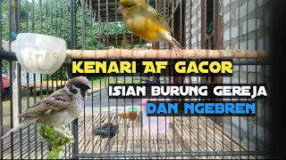 Download burung kenari AF gacor isian gereja dan ngebren. cocok buat buat masteran MP3