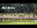 Download Lagu SUARA PIKAT BURUNG BELIBIS PALING AMPUH TERBARU