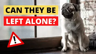 Can Pugs Stay Alone at Home Pros Cons