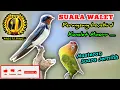 Lagu WALET - Masteran Ampuh Untuk Bikin Lovebird Konslet Minorr ||  ( Khusus Lovebird Berusia Paud/Muda )