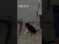 Download Lagu 2 Ghoda 🐴 ak masal ke liger dog #rottweiler #rottweilerdog