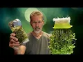Use Caution Sprouts vs Microgreens