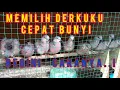 Download Lagu CARA MEMILIH DERKUKU OMBYOKAN YANG CEPAT BUNYI || SPOTTED DOVE BIRD