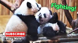Two "Plush Toys" Are Having A Showdown | iPanda
