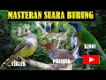 Download Lagu MASTERAN SUARA BURUNG PRENJAK, KINOI, DAN CIBLEK... KUALITAS AUDIO JERNIH